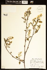 Amelanchier laevis image