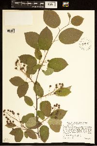 Amelanchier laevis image