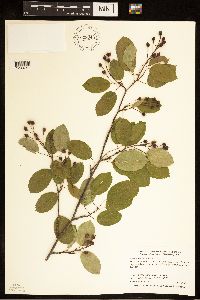 Amelanchier laevis image