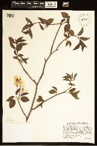 Amelanchier laevis image