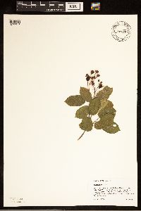 Amelanchier laevis image