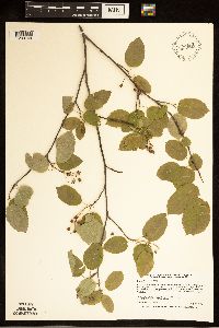 Amelanchier laevis image