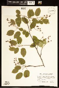 Amelanchier laevis image