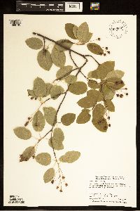 Amelanchier laevis image