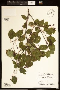 Amelanchier laevis image