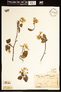 Amelanchier laevis image