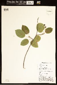Amelanchier laevis image