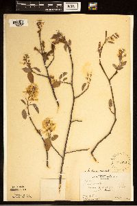 Amelanchier laevis image