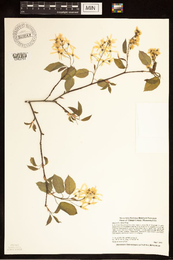 Amelanchier laevis image
