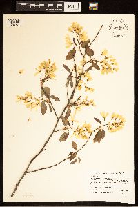 Thumbnail image of current specimen