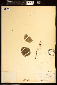 Image of Amelanchier laevis x unknown