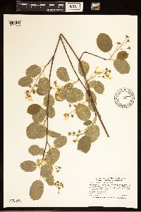 Amelanchier spicata image