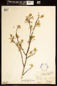 Amelanchier spicata image