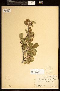 Amelanchier alnifolia image