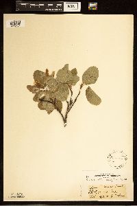 Amelanchier alnifolia image
