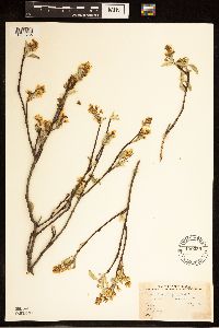 Amelanchier alnifolia image