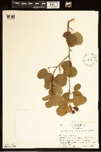 Amelanchier alnifolia image