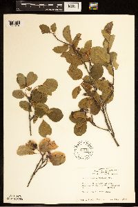 Amelanchier alnifolia image