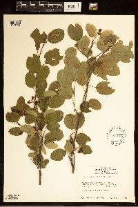 Amelanchier alnifolia image