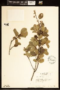 Amelanchier alnifolia image