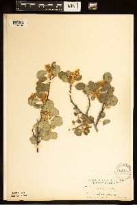 Amelanchier alnifolia image