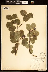 Amelanchier alnifolia image