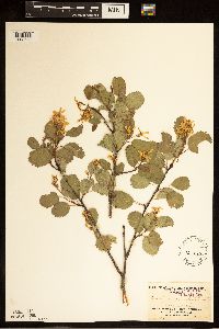 Amelanchier alnifolia image