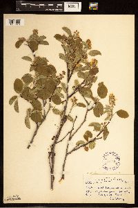 Amelanchier alnifolia image