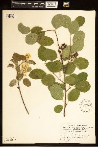 Amelanchier alnifolia image
