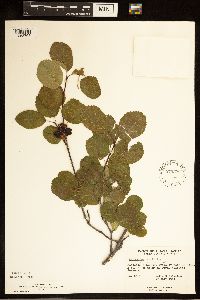 Amelanchier alnifolia image