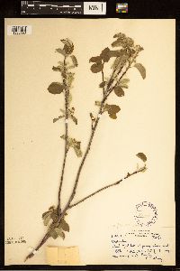 Amelanchier alnifolia image