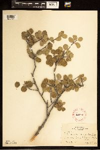 Amelanchier alnifolia image