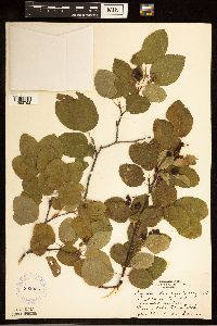 Amelanchier alnifolia image