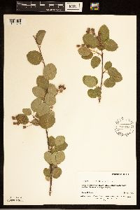 Amelanchier alnifolia image