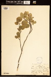 Amelanchier alnifolia image