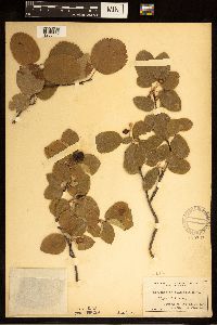 Amelanchier alnifolia image