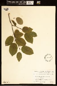 Amelanchier arborea image