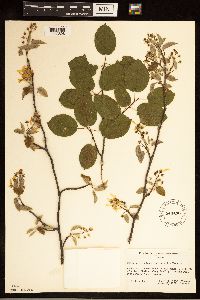 Amelanchier arborea image