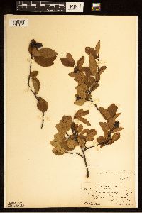 Amelanchier bartramiana image