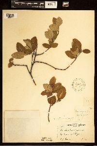 Amelanchier bartramiana image