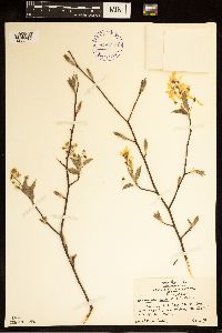 Image of Amelanchier canadensis