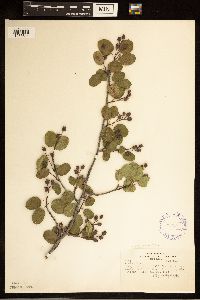 Image of Amelanchier utahensis