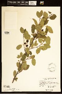 Amelanchier humilis image