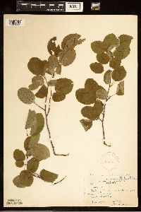 Amelanchier humilis image