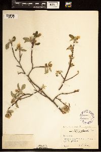 Amelanchier humilis image