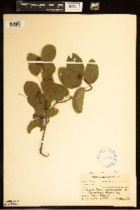 Amelanchier humilis image