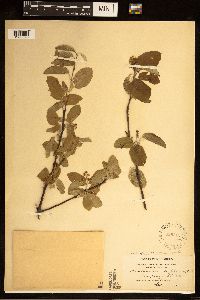 Amelanchier humilis image