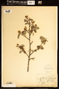 Amelanchier humilis image