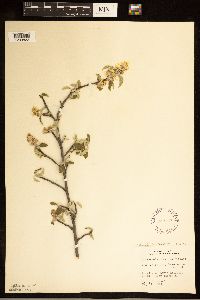 Amelanchier humilis image