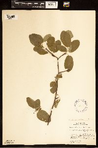 Amelanchier humilis image